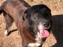 YAQUELINE, Hund, Mischlingshund in Italien - Bild 3