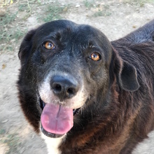 YAQUELINE, Hund, Mischlingshund in Italien - Bild 5