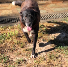YAQUELINE, Hund, Mischlingshund in Italien - Bild 6