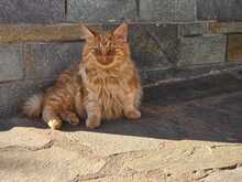 WHISKAS, Katze, Norwegische Waldkatze-Mix in Eixen - Bild 1