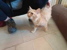 WHISKAS, Katze, Norwegische Waldkatze-Mix in Eixen - Bild 2