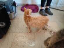 WHISKAS, Katze, Norwegische Waldkatze-Mix in Eixen - Bild 3