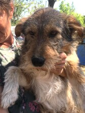 STRUPPI, Hund, Mischlingshund in Rumänien - Bild 1