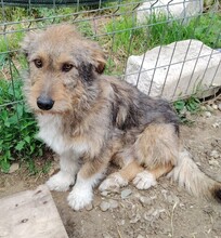 STRUPPI, Hund, Mischlingshund in Rumänien - Bild 2