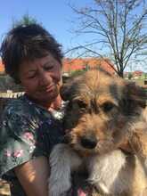 STRUPPI, Hund, Mischlingshund in Rumänien - Bild 3