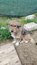 STRUPPI, Hund, Mischlingshund in Rumänien - Bild 4