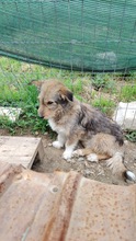 STRUPPI, Hund, Mischlingshund in Rumänien - Bild 5
