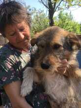 STRUPPI, Hund, Mischlingshund in Rumänien - Bild 6