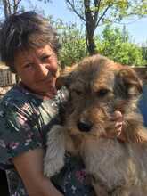STRUPPI, Hund, Mischlingshund in Rumänien - Bild 7