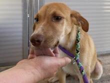 VITA, Hund, Mischlingshund in Italien - Bild 10