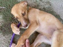 VITA, Hund, Mischlingshund in Italien - Bild 11
