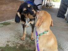 VITA, Hund, Mischlingshund in Italien - Bild 12