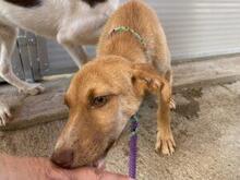 VITA, Hund, Mischlingshund in Italien - Bild 13