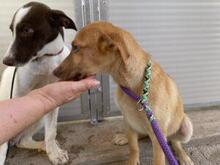 VITA, Hund, Mischlingshund in Italien - Bild 14