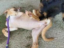 VITA, Hund, Mischlingshund in Italien - Bild 15