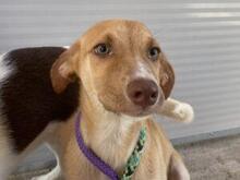 VITA, Hund, Mischlingshund in Italien - Bild 16