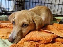 VITA, Hund, Mischlingshund in Italien - Bild 2