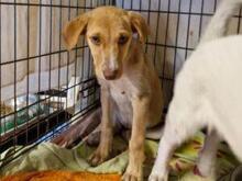 VITA, Hund, Mischlingshund in Italien - Bild 3