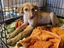 VITA, Hund, Mischlingshund in Italien - Bild 6