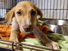 VITA, Hund, Mischlingshund in Italien - Bild 7
