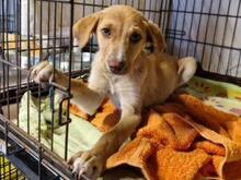 VITA, Hund, Mischlingshund in Italien - Bild 8
