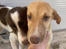 VITA, Hund, Mischlingshund in Italien - Bild 9