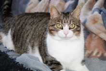 JASMIN, Katze, Europäisch Kurzhaar in Griechenland - Bild 1