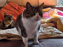 JASMIN, Katze, Europäisch Kurzhaar in Griechenland - Bild 2