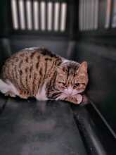 JASMIN, Katze, Europäisch Kurzhaar in Griechenland - Bild 3
