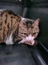 JASMIN, Katze, Europäisch Kurzhaar in Griechenland - Bild 4