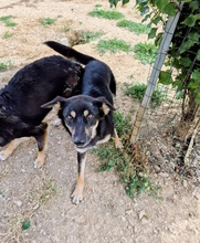 FANTA, Hund, Mischlingshund in Italien - Bild 3