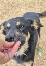 FANTA, Hund, Mischlingshund in Italien - Bild 4
