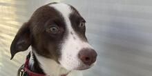 SPERANZA, Hund, Mischlingshund in Italien - Bild 1