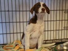 SPERANZA, Hund, Mischlingshund in Italien - Bild 10