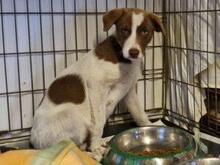 SPERANZA, Hund, Mischlingshund in Italien - Bild 11