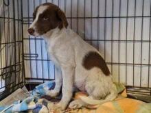 SPERANZA, Hund, Mischlingshund in Italien - Bild 12