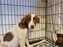 SPERANZA, Hund, Mischlingshund in Italien - Bild 13