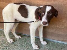 SPERANZA, Hund, Mischlingshund in Italien - Bild 2