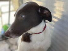 SPERANZA, Hund, Mischlingshund in Italien - Bild 3