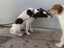 SPERANZA, Hund, Mischlingshund in Italien - Bild 5