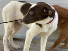 SPERANZA, Hund, Mischlingshund in Italien - Bild 6