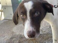 SPERANZA, Hund, Mischlingshund in Italien - Bild 7