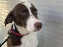 SPERANZA, Hund, Mischlingshund in Italien - Bild 8