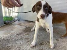 SPERANZA, Hund, Mischlingshund in Italien - Bild 9
