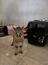 ANGALI, Katze, Europäisch Kurzhaar in Eixen - Bild 1