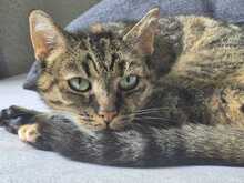 ANGALI, Katze, Europäisch Kurzhaar in Eixen - Bild 2