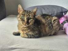 ANGALI, Katze, Europäisch Kurzhaar in Eixen - Bild 3