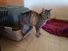 ANGALI, Katze, Europäisch Kurzhaar in Eixen - Bild 5