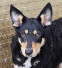 GIUDITTA, Hund, Mischlingshund in Italien - Bild 1