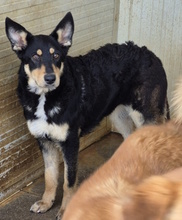 GIUDITTA, Hund, Mischlingshund in Italien - Bild 2